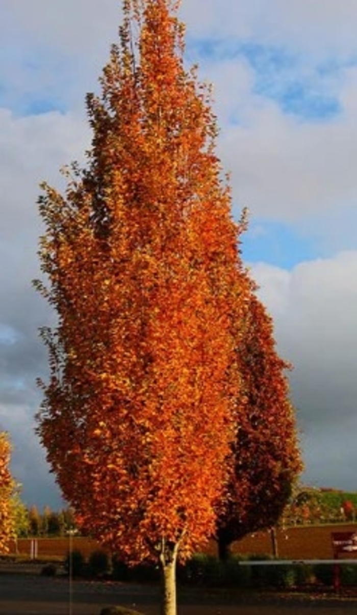 'Armstrong Gold™' Maple - Acer rubrum from RFGN readingfeedandgardennew Upgrade