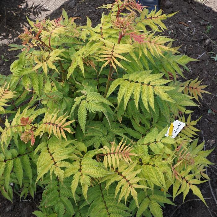 'Cherry On Top&trade;' - Sorbaria sorbifolia from RFGN readingfeedandgardennew Upgrade