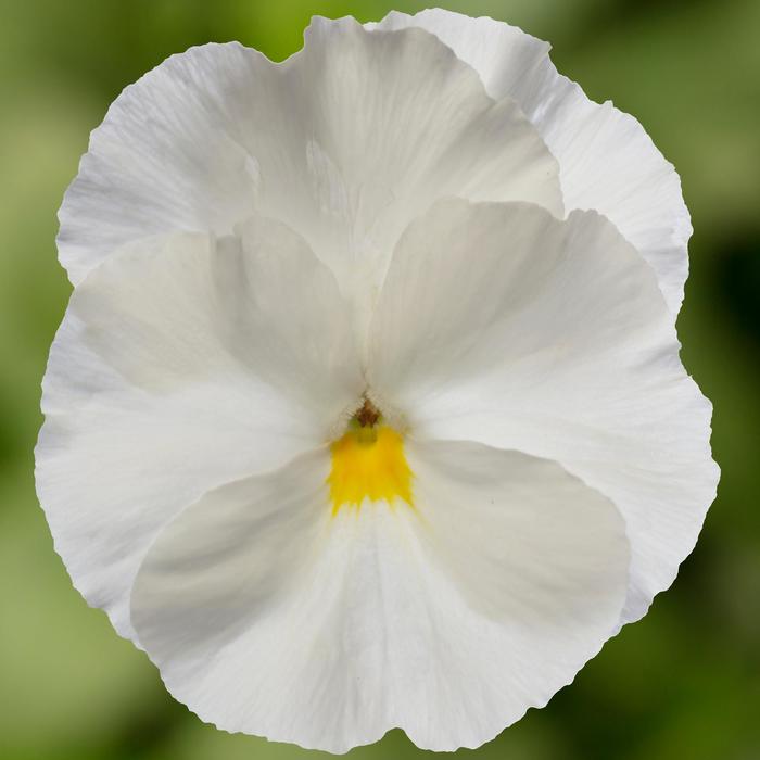 Delta™ Pro Clear White - Viola x wittrockiana (Pansy) from RFGN readingfeedandgardennew Upgrade