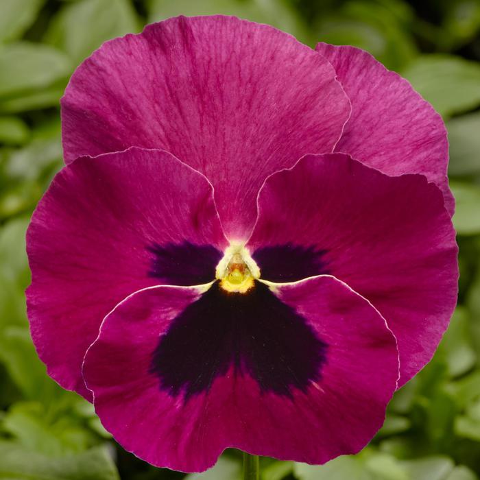 Delta™ Pro Rose with Blotch - Viola x wittrockiana (Pansy) from RFGN readingfeedandgardennew Upgrade