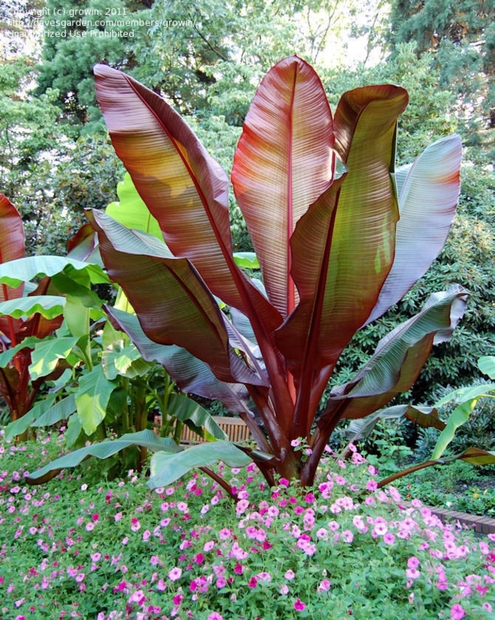 Red Banana - Ensete maurelii (Red Banana) from RFGN readingfeedandgardennew Upgrade