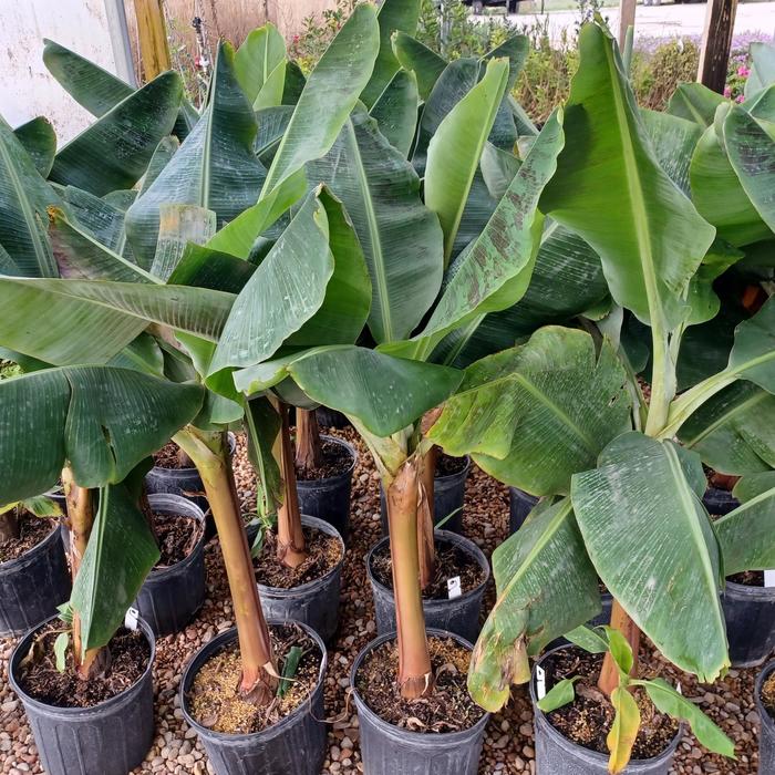 Dwarf Cavendish Banana - Musa acuminata 'Dwarf Cavendish' (Banana) from RFGN readingfeedandgardennew Upgrade