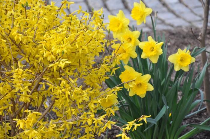 'Magical&reg; Gold' - Forsythia x intermedia from RFGN readingfeedandgardennew Upgrade