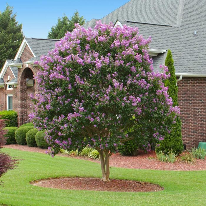 Muskogee Crape Myrtle - Lagerstroemia indica x fauriei 'Muskogee' (Crape Myrtle) from RFGN readingfeedandgardennew Upgrade