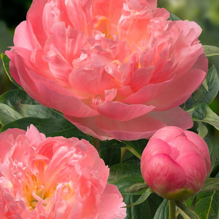 'Pink Hawaiian Coral' - Paeonia lactiflora (Peony) from RFGN readingfeedandgardennew Upgrade