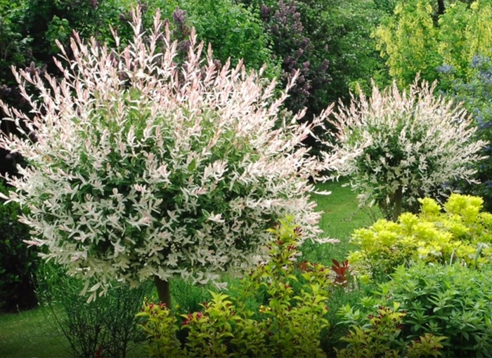 Hakuro-Nishiki Dappled Willow - Salix integra 'Hakuro-Nishiki' (Dappled Willow) from RFGN readingfeedandgardennew Upgrade
