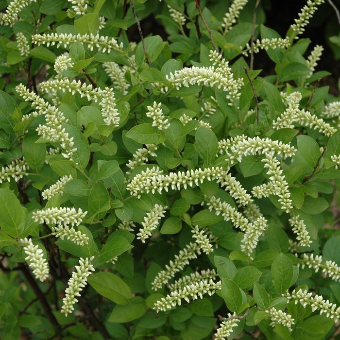 'Scarlet Beauty&trade;' Virginia Sweetspire - Itea virginica from RFGN readingfeedandgardennew Upgrade