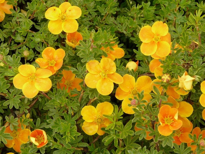 Tangerine Potentilla - Potentilla fruticosa 'Tangerine' (Potentilla) from RFGN readingfeedandgardennew Upgrade