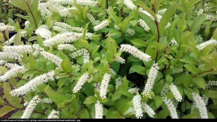 Merlot Sweetspire - Itea virginica 'Merlot' (Sweetspire) from RFGN readingfeedandgardennew Upgrade