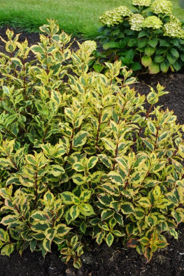 Rainbow Sensation&trade; - Weigela florida from RFGN readingfeedandgardennew Upgrade