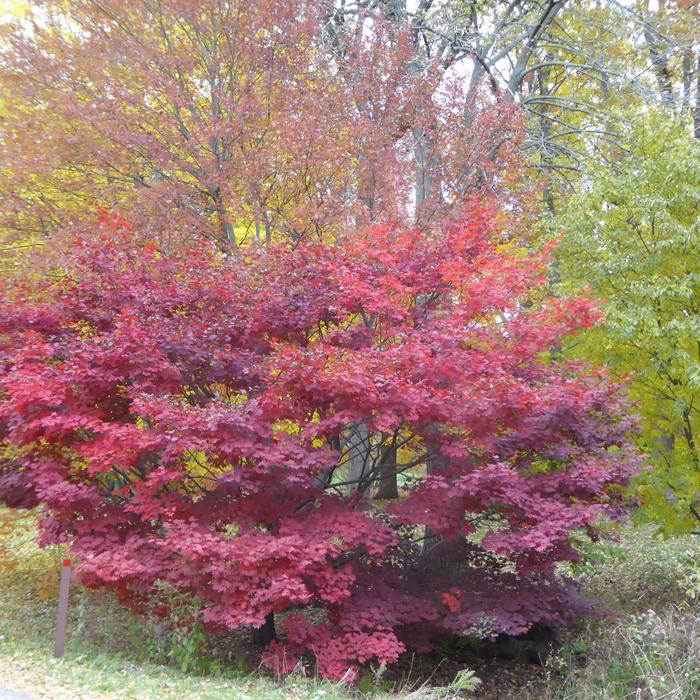 'Morning Starburst™' Maple - Acer circinatum x palmatum from RFGN readingfeedandgardennew Upgrade