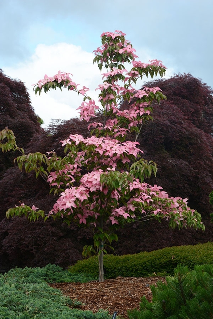Scarlet Fire® Dogwood - Cornus 'Rutpink' PP28311 from RFGN readingfeedandgardennew Upgrade