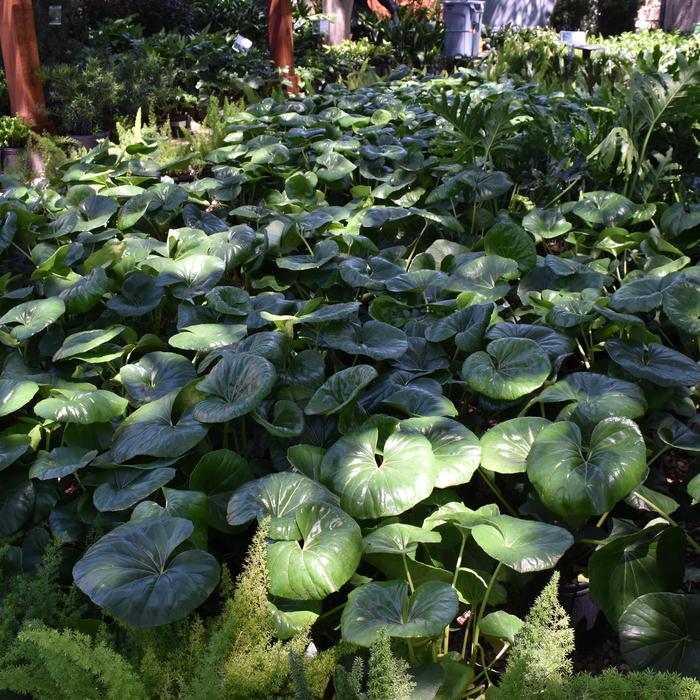 Leopard Plant - Farfugium japonicum from RFGN readingfeedandgardennew Upgrade