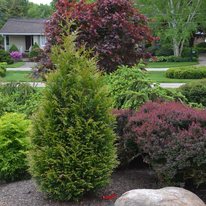 'Junior Giant' Arborvitae - Thuja from RFGN readingfeedandgardennew Upgrade
