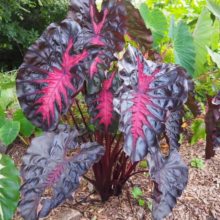 'Redemption&trade;' Elephant Ear - Colocasia from RFGN readingfeedandgardennew Upgrade