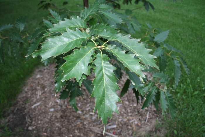 Chinkapin Oak - Quercus muehlenbergii (Chinkapin Oak) from RFGN readingfeedandgardennew Upgrade