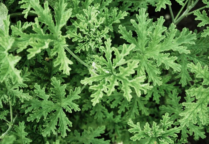 Citronella Geranium - Pelargonium citrosum (Citronella Geranium) from RFGN readingfeedandgardennew Upgrade