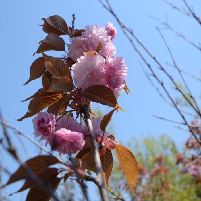 'Kwanzan' Flowering Cherry - Prunus serrulata from RFGN readingfeedandgardennew Upgrade