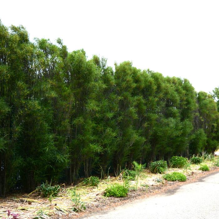 ''Fine Line®'' Buckthorn - Rhamnus frangula from RFGN readingfeedandgardennew Upgrade