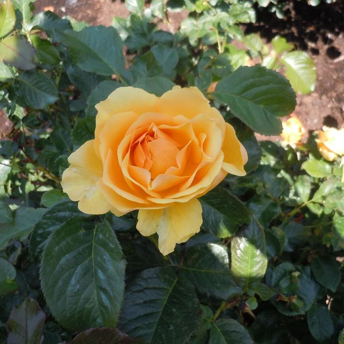 'Amber Queen' Shrub Rose - Rosa from RFGN readingfeedandgardennew Upgrade