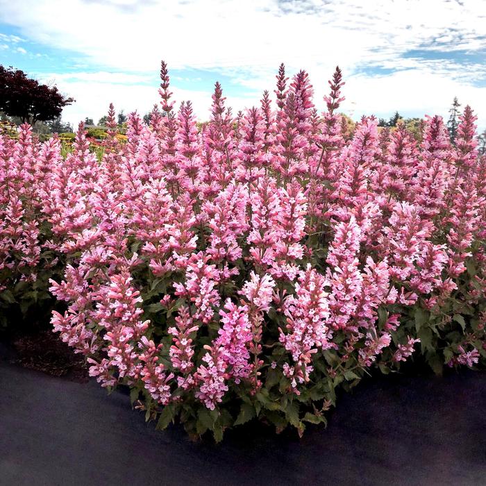 'Pink Pearl' Anise Hyssop - Agastache PPAF from RFGN readingfeedandgardennew Upgrade