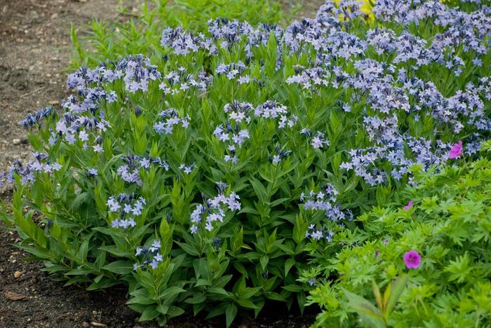 'Blue Ice' - Amsonia (Blue Star) from RFGN readingfeedandgardennew Upgrade