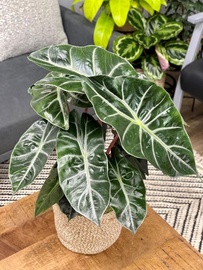 Mythic™ 'Nairobi Night' - Alocasia baginda from RFGN readingfeedandgardennew Upgrade