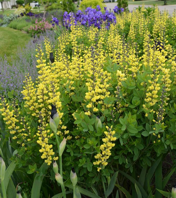 Decadence® Lemon Meringue - Baptisia PP 24,280 (False Indigo) from RFGN readingfeedandgardennew Upgrade