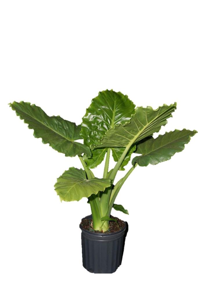 Emerald Isle™ Elephant Ear - Alocasia hybrid from RFGN readingfeedandgardennew Upgrade