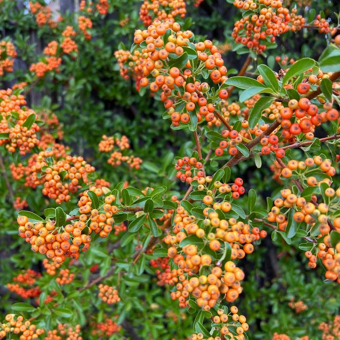 Firethorn - Pyracantha from RFGN readingfeedandgardennew Upgrade