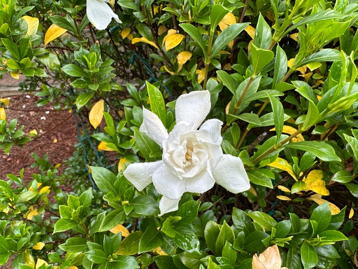 'Frost Proof' - Gardenia jasminoides from RFGN readingfeedandgardennew Upgrade