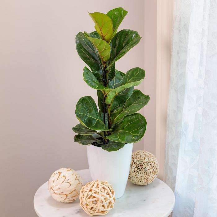 'Bambino' Fiddle Leaf Fig - Ficus Lyrata from RFGN readingfeedandgardennew Upgrade