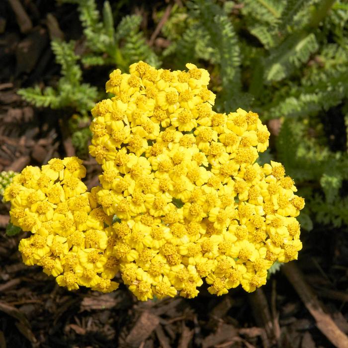 'Little Moonshine' Yarrow - Achillea from RFGN readingfeedandgardennew Upgrade