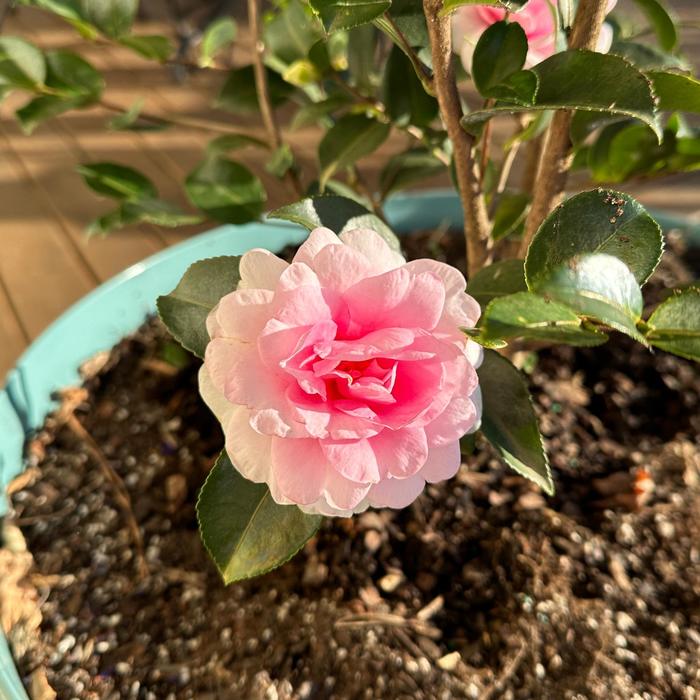 'Dream Weaver' - Camellia sasanqua from RFGN readingfeedandgardennew Upgrade