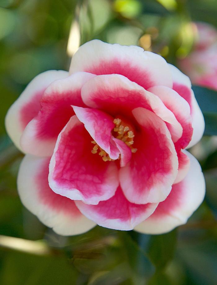 Christmas Carol™ - Camellia x vernalis from RFGN readingfeedandgardennew Upgrade