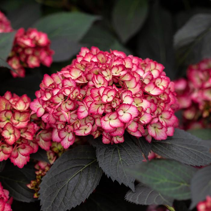 Eclipse® Bigleaf Hydrangea - Hydrangea macrophylla from RFGN readingfeedandgardennew Upgrade