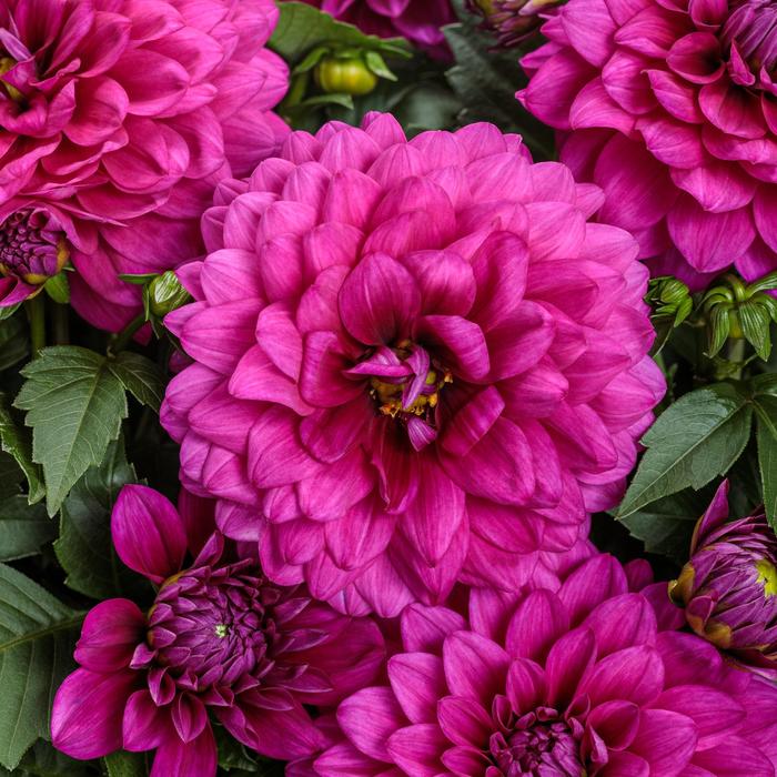 Virtuoso™ Vibrant Violet™ - Dahlia variabilis from RFGN readingfeedandgardennew Upgrade