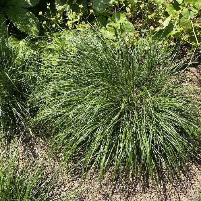 'Piglet' Fountain Grass - Pennisetum alopecuroides from RFGN readingfeedandgardennew Upgrade