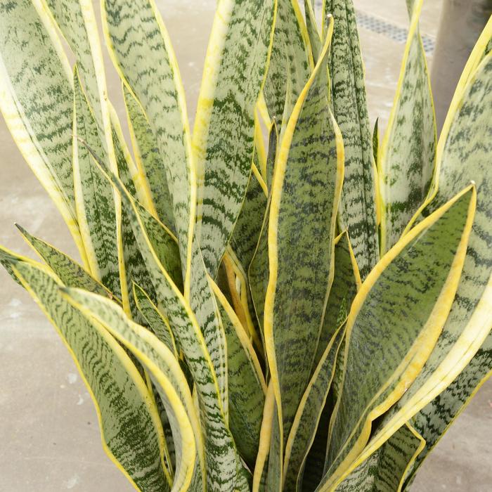 Snake Plant - Sansevieria laurentii from RFGN readingfeedandgardennew Upgrade
