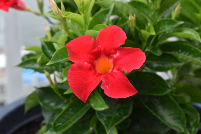 'California Gold' - Bougainvillea from RFGN readingfeedandgardennew Upgrade