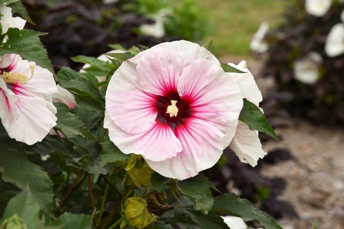 'Angel Eyes' Rose Mallow - Hibiscus from RFGN readingfeedandgardennew Upgrade