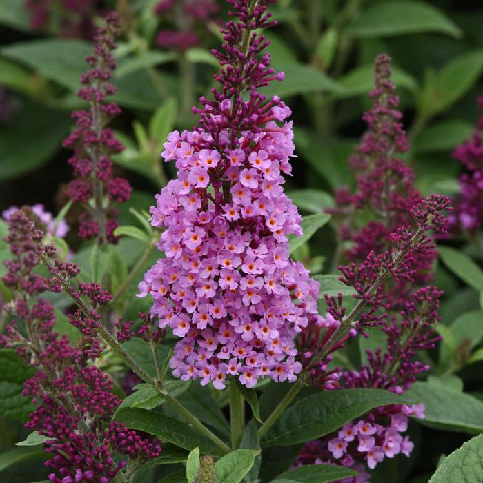 Chrysalis&trade; Pink - Buddleia davidii (Butterfly Bush) from RFGN readingfeedandgardennew Upgrade