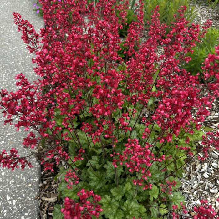 'Firefly' Coral Bells - Heuchera sanguinea from RFGN readingfeedandgardennew Upgrade
