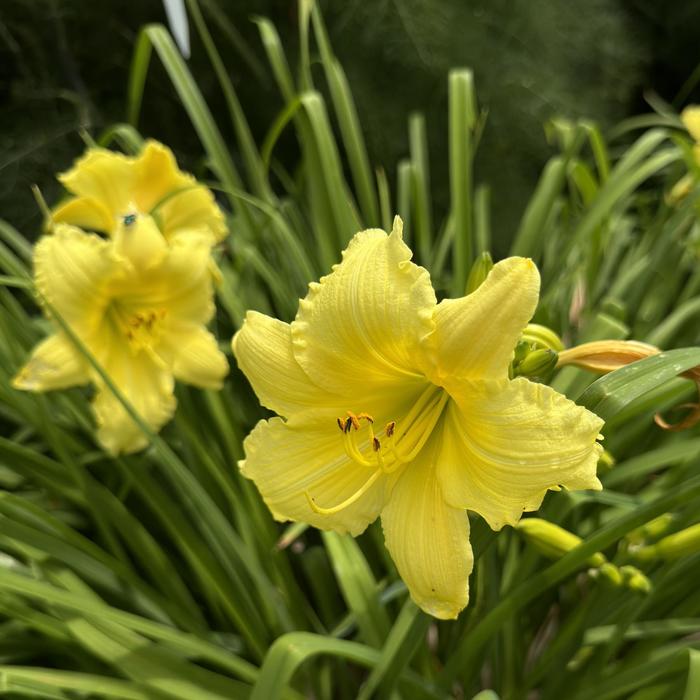 'Big Time Happy' - Hemerocallis (Daylily) from RFGN readingfeedandgardennew Upgrade