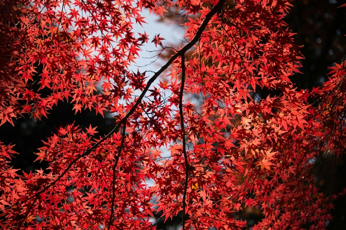 'October Glory' - Acer rubrum (Japanese Maple) from RFGN readingfeedandgardennew Upgrade