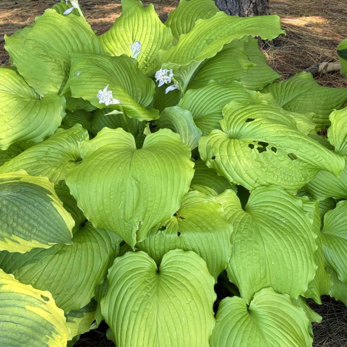 'Dancing Queen' Plantain Lily - Hosta from RFGN readingfeedandgardennew Upgrade