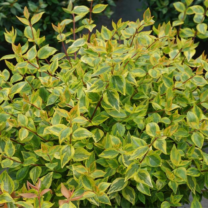 Brilliantina&reg; Glossy Abelia - Abelia x grandiflora from RFGN readingfeedandgardennew Upgrade