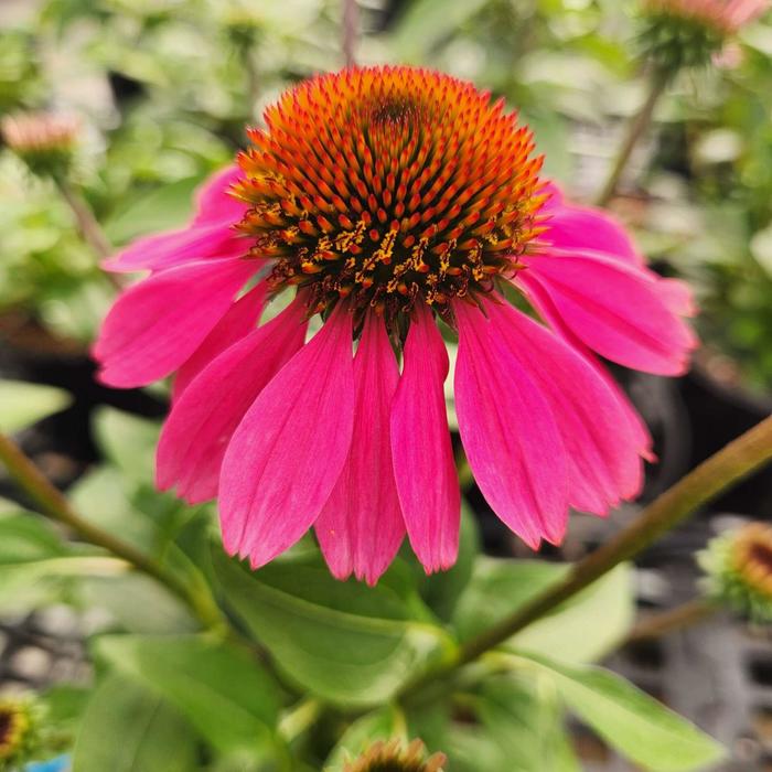 'Panama Rose' Coneflower - Echinacea from RFGN readingfeedandgardennew Upgrade