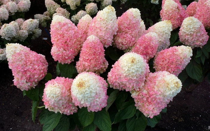 Lot-A-Love™ Pink - Hydrangea paniculata from RFGN readingfeedandgardennew Upgrade