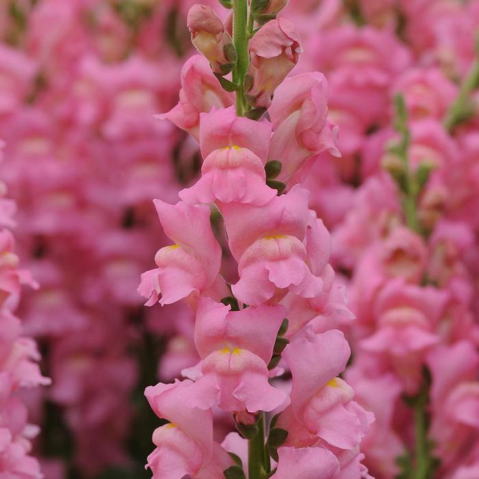Potomac™ Early Pink - Antirrhinum majus (Snapdragon) from RFGN readingfeedandgardennew Upgrade
